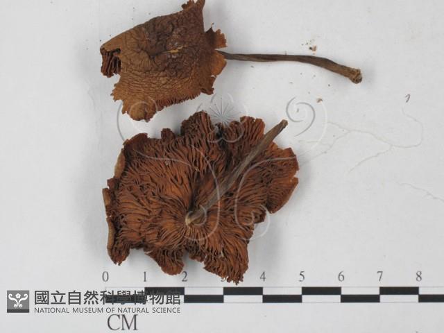 登錄號:F0027318藏品圖，第1張