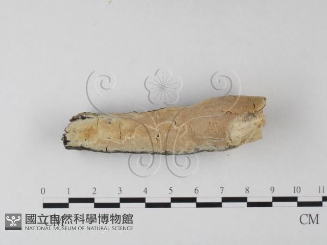 登錄號:F0025318藏品圖，第1張