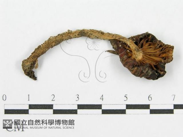 登錄號:F0013318藏品圖，第1張