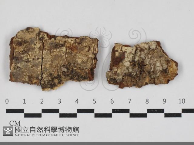 登錄號:F0033318藏品圖，第1張