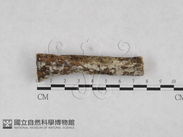 剛毛絲皮菌藏品圖，第1張