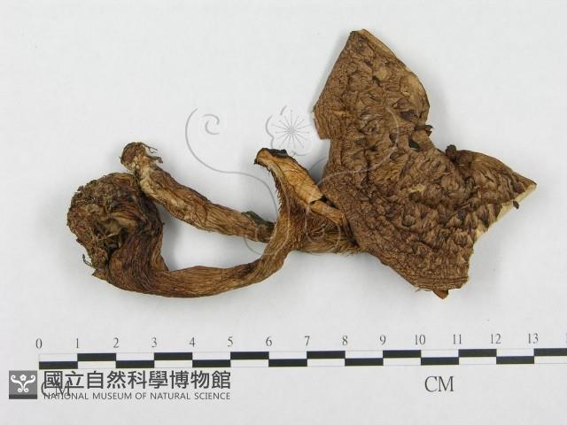 登錄號:F0008258藏品圖，第1張