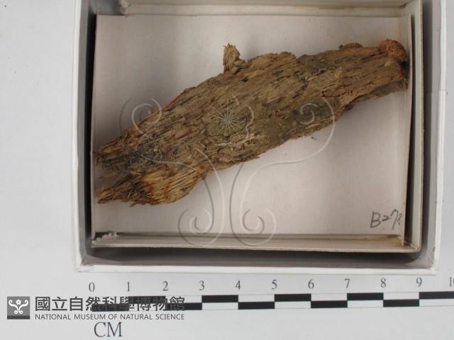 登錄號:F0018258藏品圖，第1張