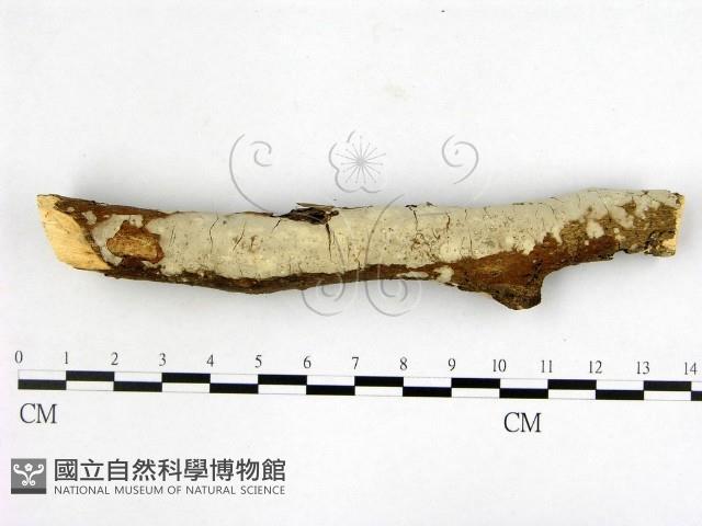 燈籠囊擬射脈菌藏品圖，第1張
