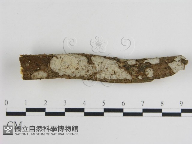 登錄號:F0010258藏品圖，第1張