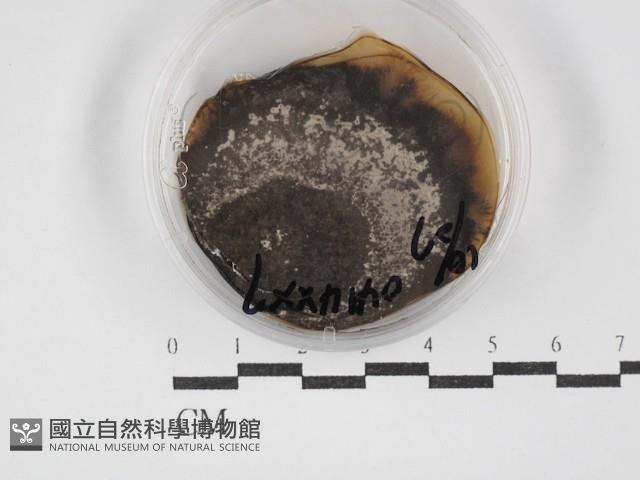 登錄號:F0030258藏品圖，第1張