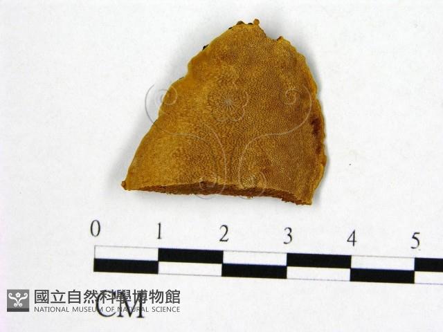 登錄號:F0006258藏品圖，第1張