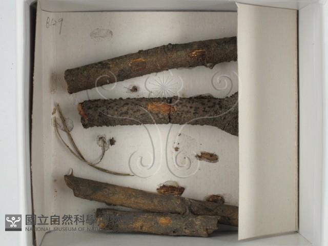 登錄號:F0021258藏品圖，第1張