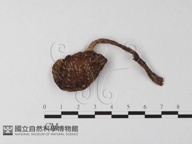 登錄號:F0001258藏品圖，第1張