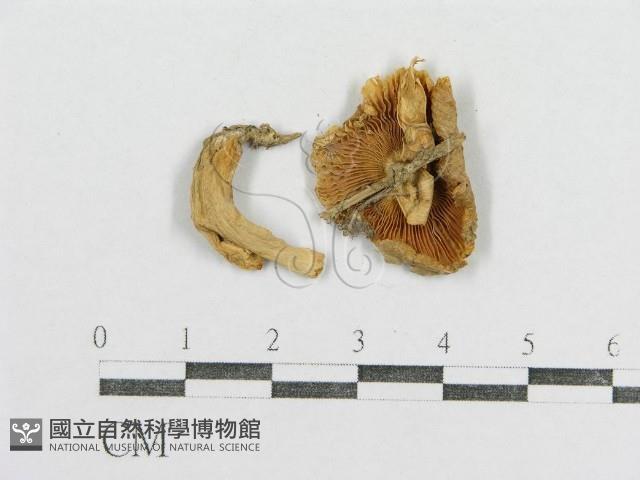 紅菇屬藏品圖，第1張