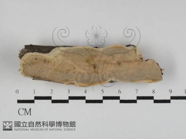 登錄號:F0031258藏品圖，第1張