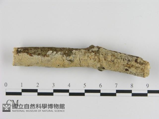 刺皮菌屬藏品圖，第1張