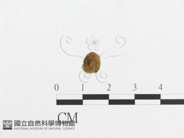 登錄號:F0014258藏品圖，第1張