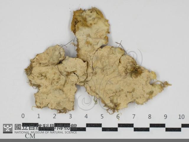 登錄號:F0034258藏品圖，第1張