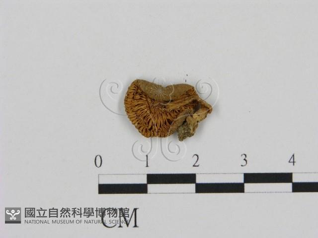 登錄號:F0002258藏品圖，第1張