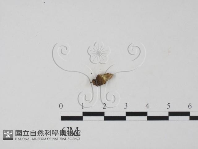 登錄號:F0012258藏品圖，第1張