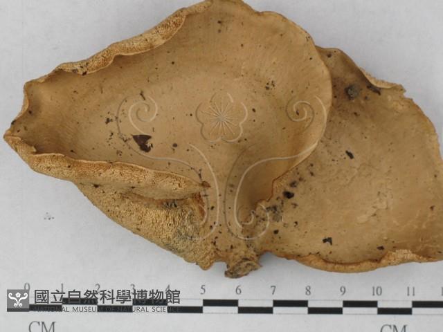 登錄號:F0027258藏品圖，第1張