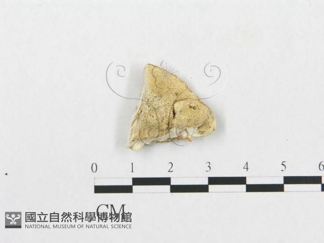登錄號:F0007258藏品圖，第1張