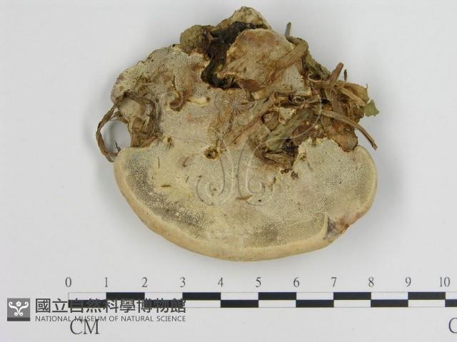 登錄號:F0005258藏品圖，第1張