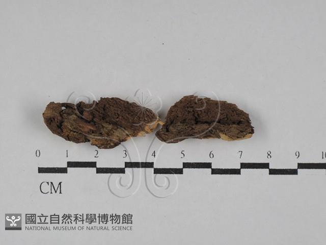 射脈菌屬藏品圖，第1張