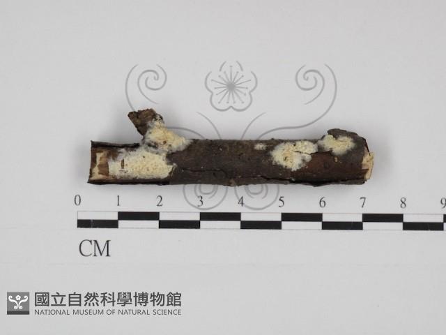 登錄號:F0009258藏品圖，第1張