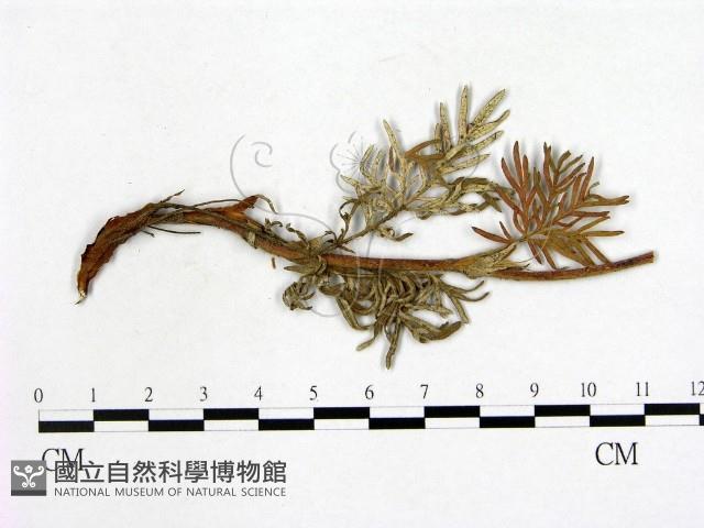 登錄號:F0019258藏品圖，第1張
