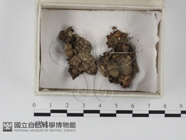 登錄號:F0023258藏品圖，第1張