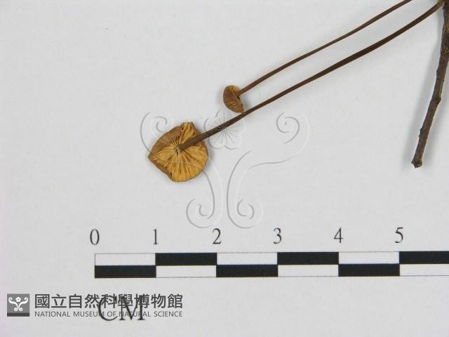 小皮傘屬藏品圖，第1張