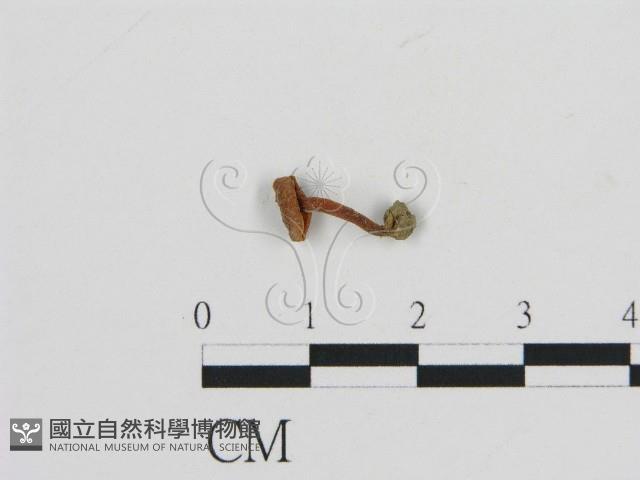 濕傘屬藏品圖，第1張