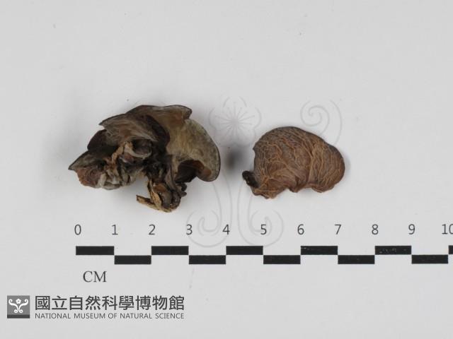皺木耳藏品圖，第1張
