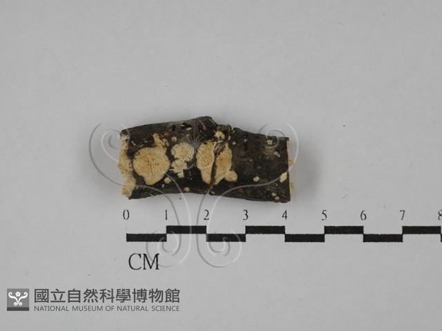 登錄號:F0028858藏品圖，第1張
