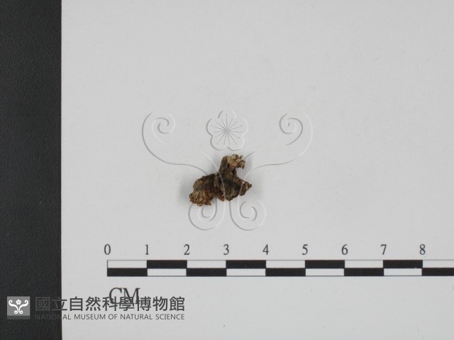 登錄號:F0008858藏品圖，第1張