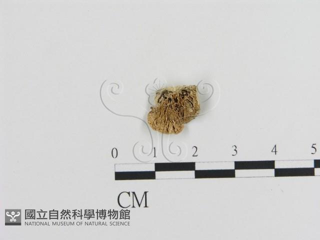 登錄號:F0020858藏品圖，第1張