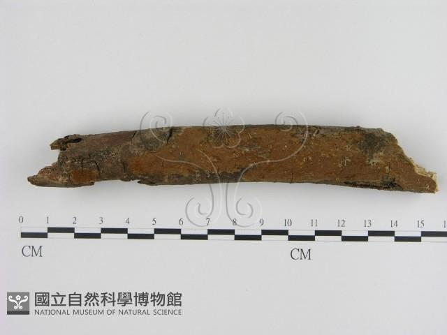 刺革菌屬藏品圖，第1張