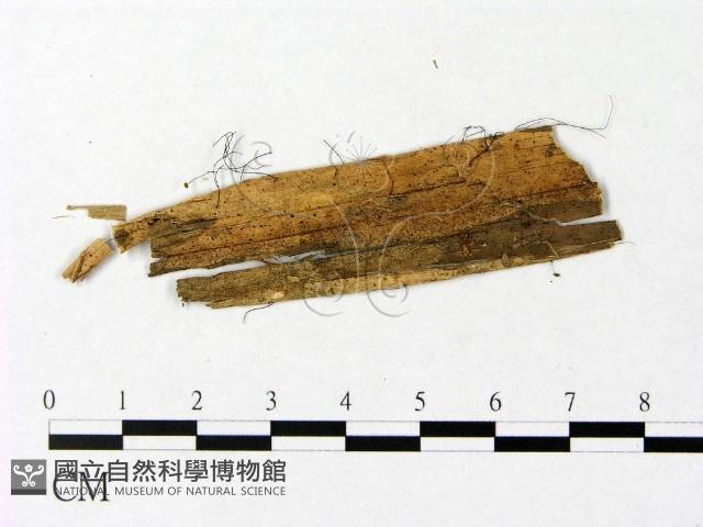 微皮傘屬藏品圖，第1張