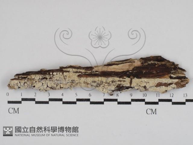 顯絲菌屬藏品圖，第1張