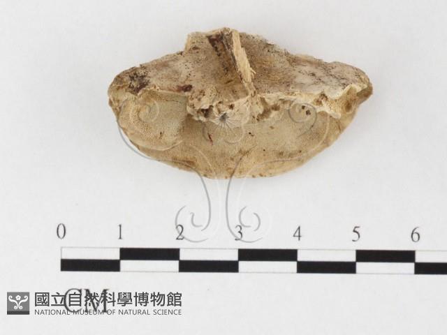 登錄號:F0026858藏品圖，第1張