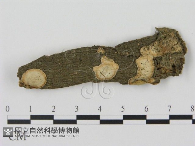 登錄號:F0001858藏品圖，第1張