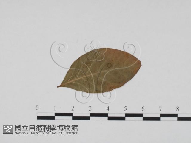 登錄號:F0011858藏品圖，第1張