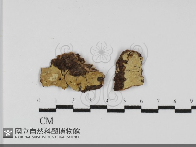 登錄號:F0031858藏品圖，第1張