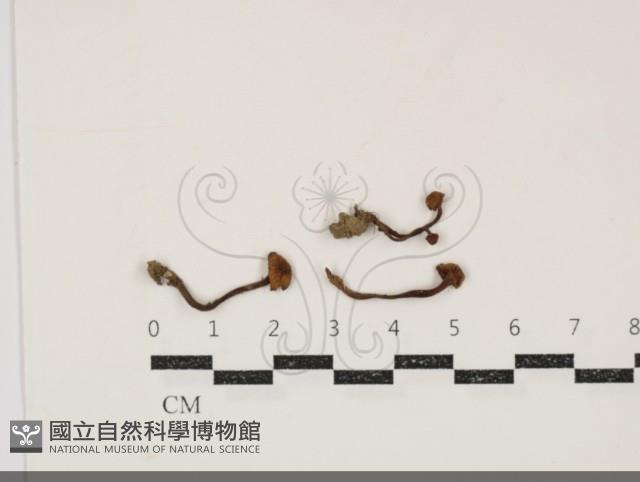 濕傘屬藏品圖，第1張