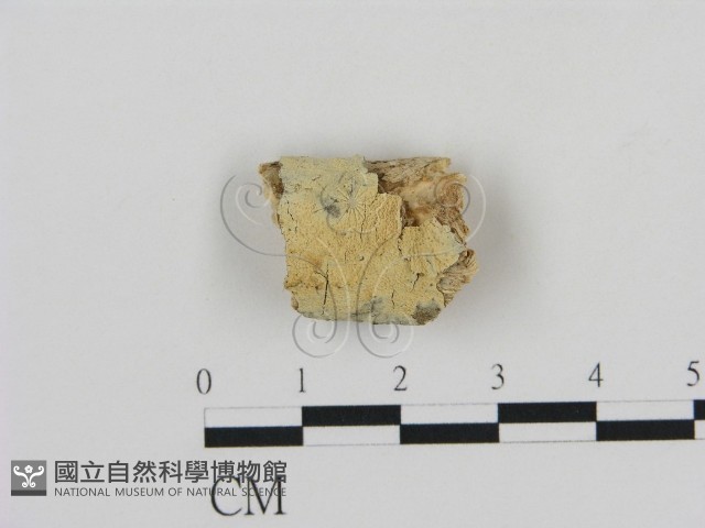 登錄號:F0002858藏品圖，第1張