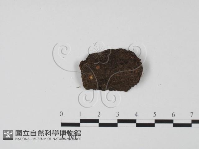 登錄號:F0012858藏品圖，第1張