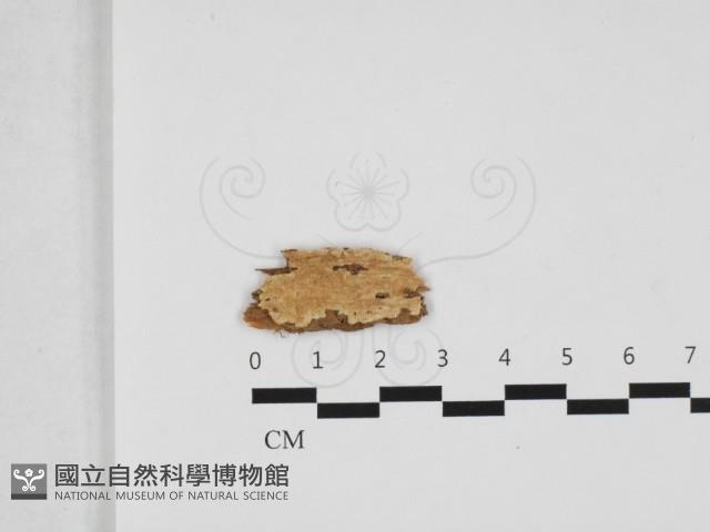 硬孔菌屬藏品圖，第1張