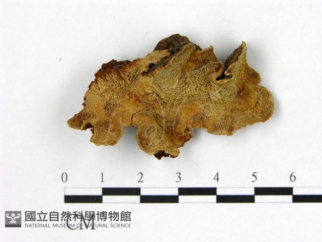 登錄號:F0005858藏品圖，第1張