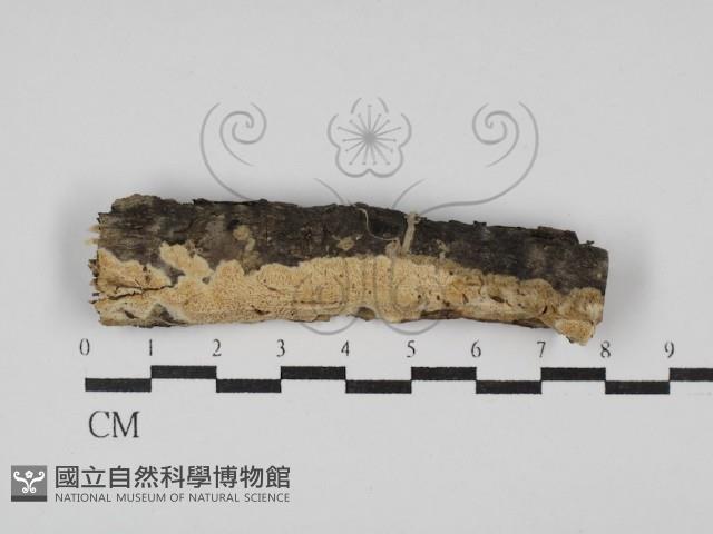 登錄號:F0029858藏品圖，第1張