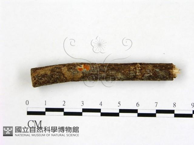 登錄號:F0009858藏品圖，第1張