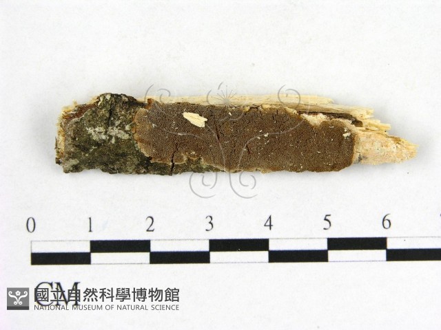 登錄號:F0003858藏品圖，第1張