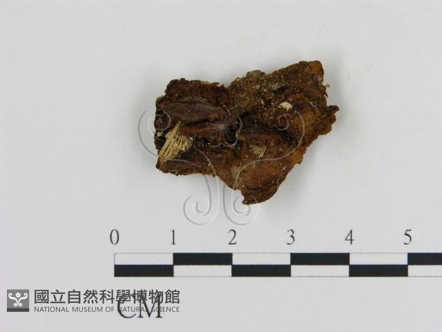 纖孔菌屬藏品圖，第1張