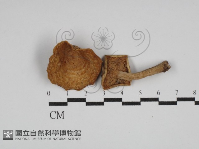 登錄號:F0026958藏品圖，第1張